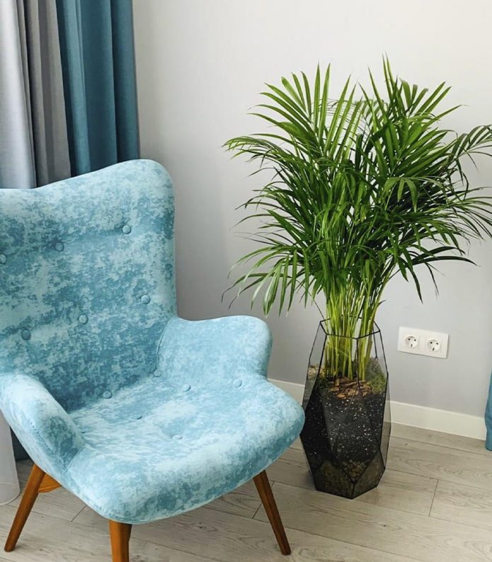 Dypsis w stylowej doniczce