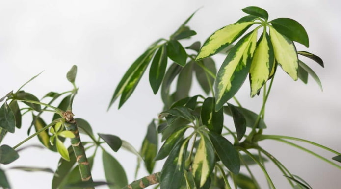 Dwukolorowa schefflera drzewiasta