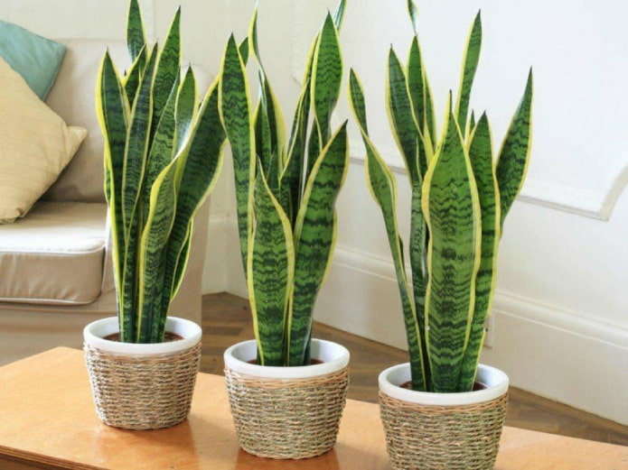 Sansevieria trójlistkowa we wnętrzu