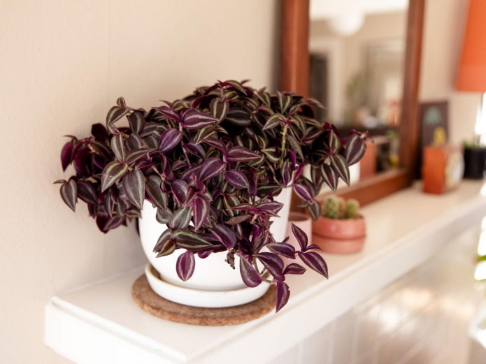 Gęsta Tradescantia Zebrina