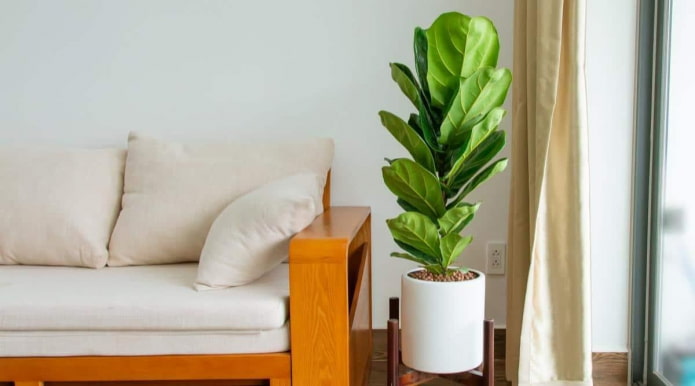 Ficus lyrata w białej doniczce