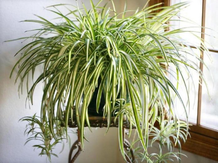 Chlorophytum we wnętrzu