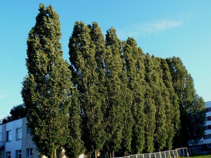 Topola kolumnowa