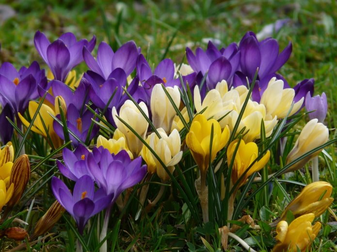 Krokusy