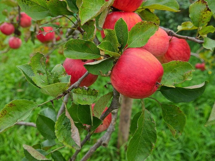 Jabłoń