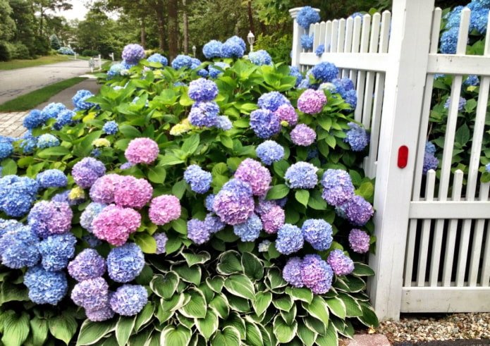 Hosta i hortensja