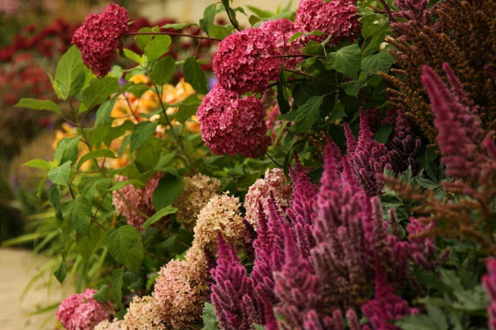 Astilbe i hortensja