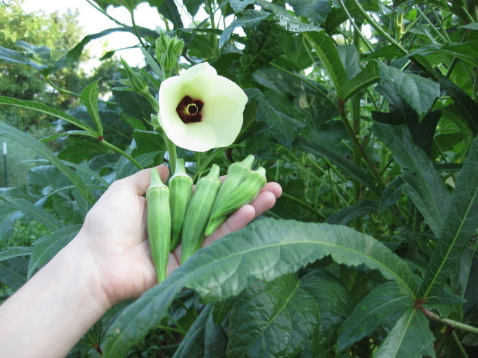 Kwitnąca okra