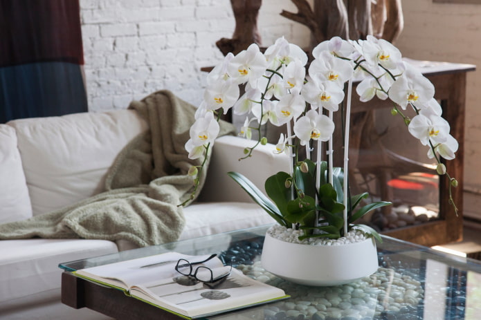 plastikowa orchidea na stole
