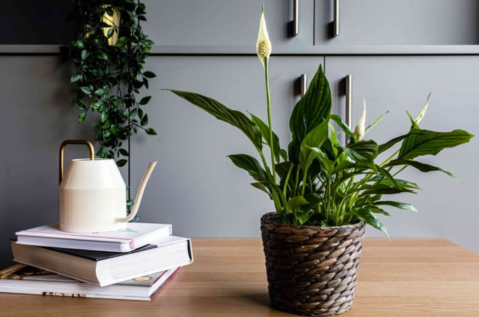 Przykład kwitnienia spathiphyllum