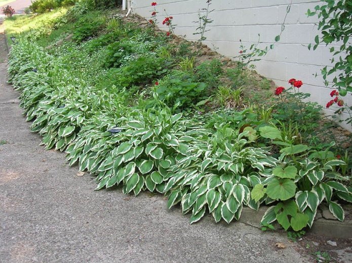 hosta wzdłuż ścieżki