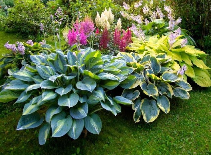 hosta w kwietniku