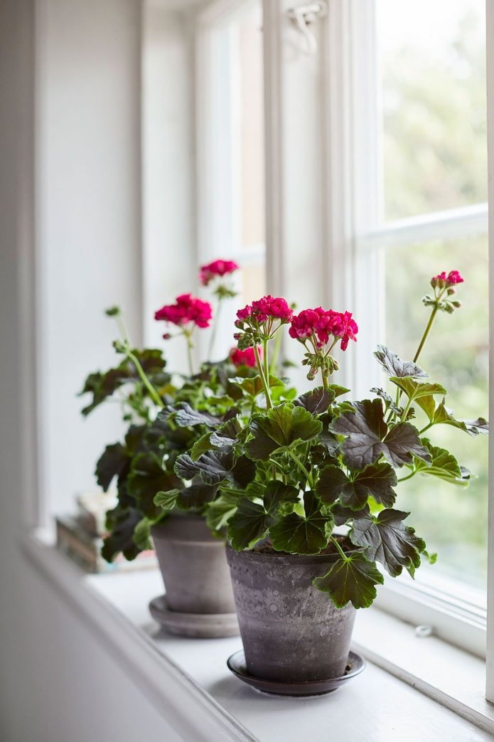 Pachnący pelargonia