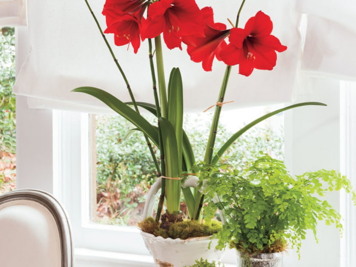 hippeastrum na parapecie