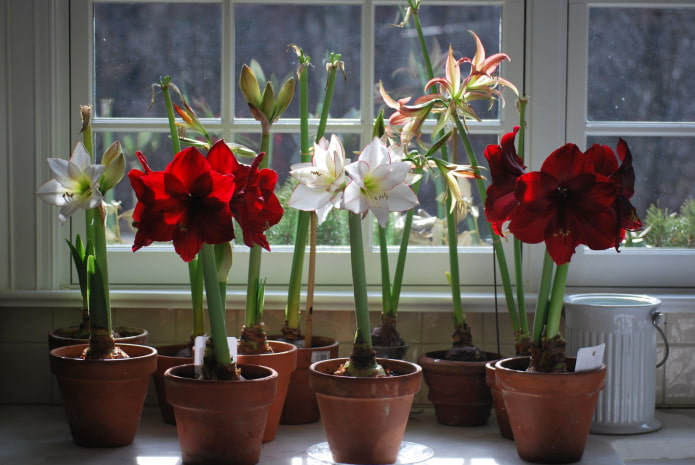 czym różni się amarylis od hippeastrum