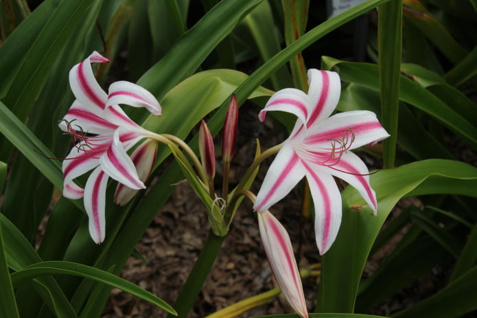 jak kwitnie crinum