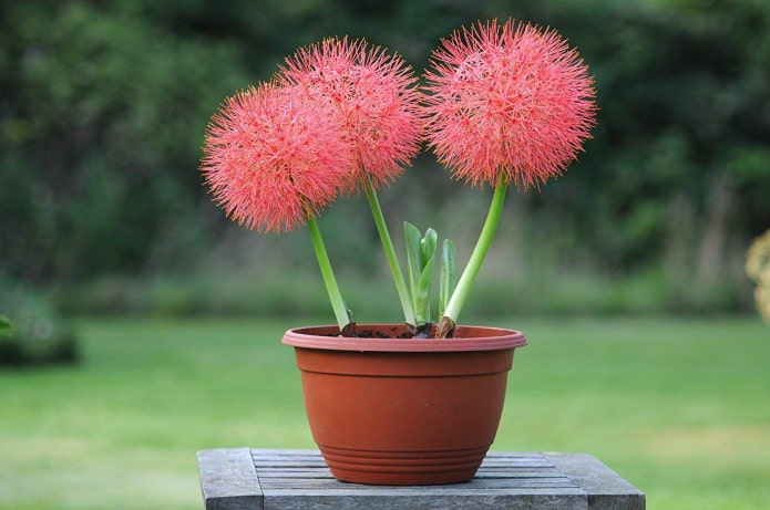 jak kwitnie haemanthus