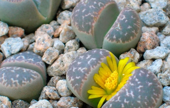 small succulent