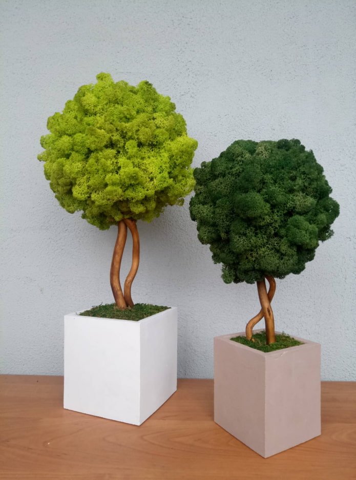 topiary z mchu