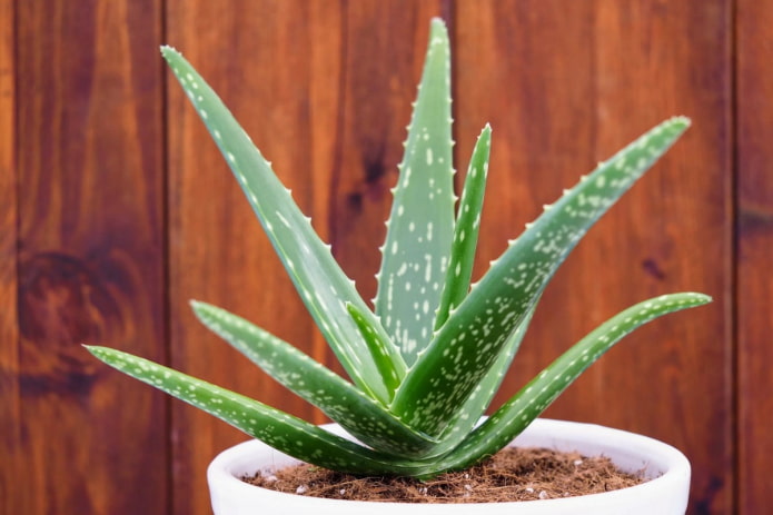 Aloes w białej doniczce