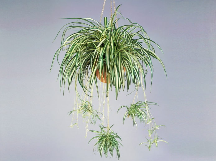 Chlorophytum w wiszącej doniczce