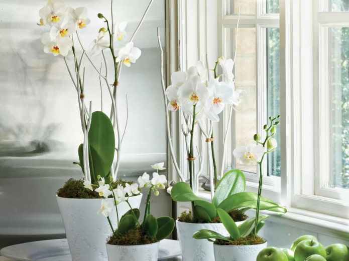 Biały phalaenopsis we wnętrzu