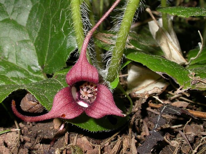 Kwiat Asarum europaeus
