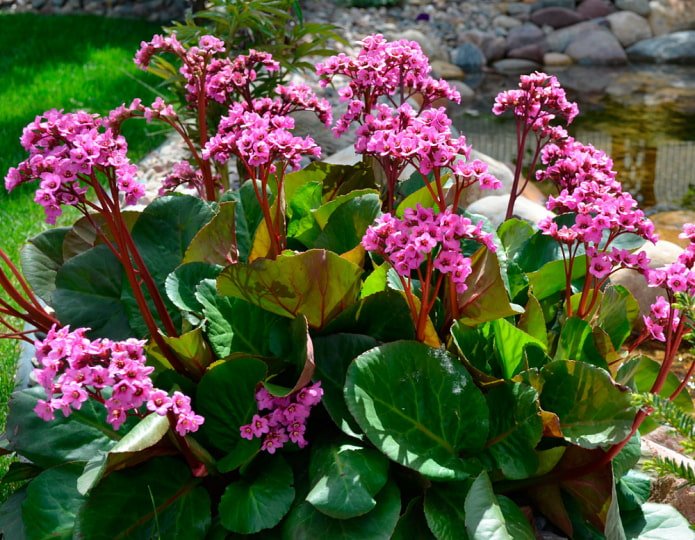 bergenia sercowata