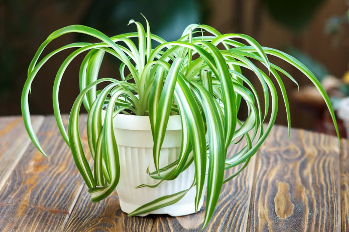 młode chlorophytum
