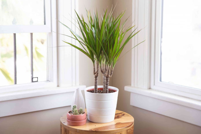 dracena angustifolia