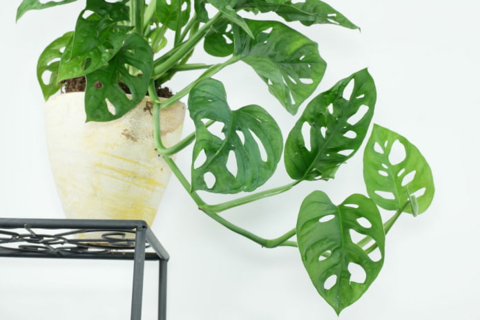 monstera z małymi liśćmi