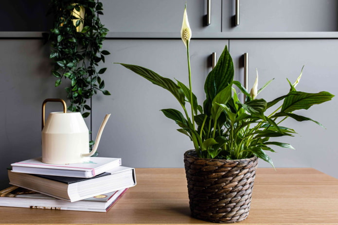 kwitnący spathiphyllum