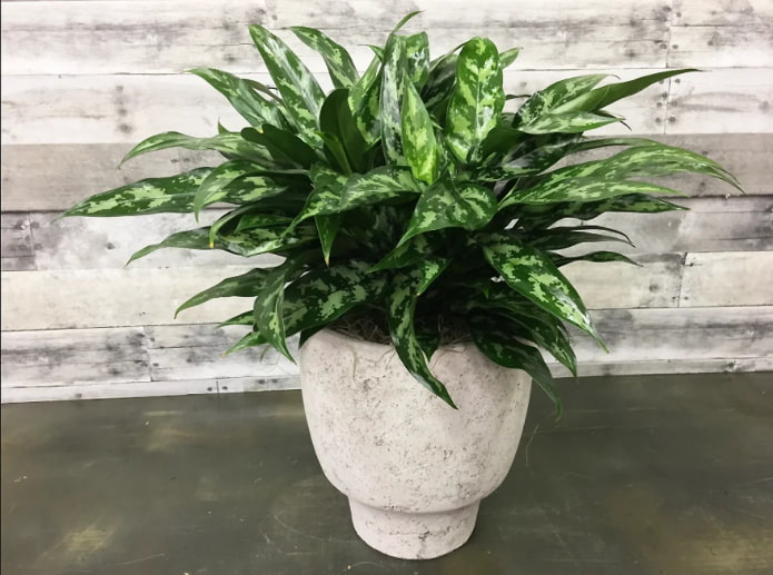 pstre aglaonema