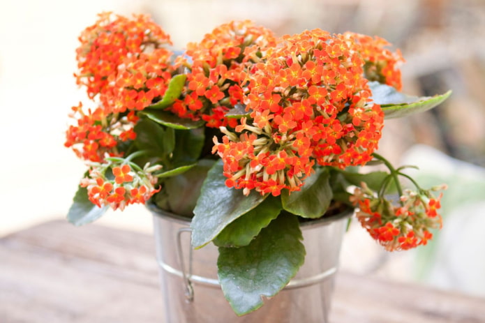 kwitnąca kalanchoe