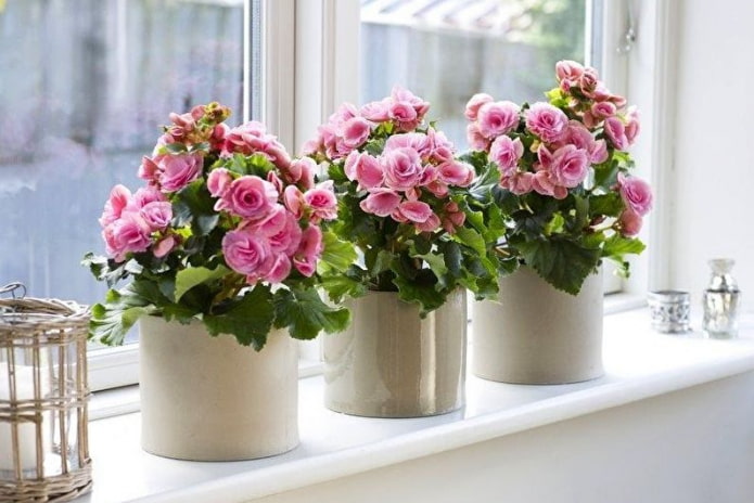 kwitnąca begonia
