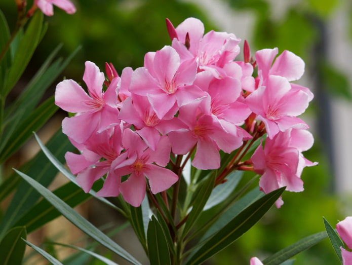 czy oleander jest szkodliwy