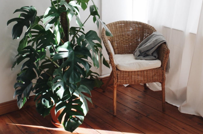 monstera w sypialni