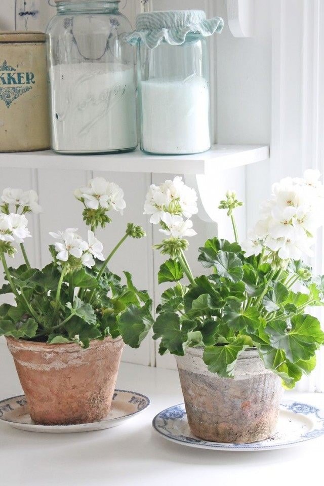 Pelargonia w kuchni