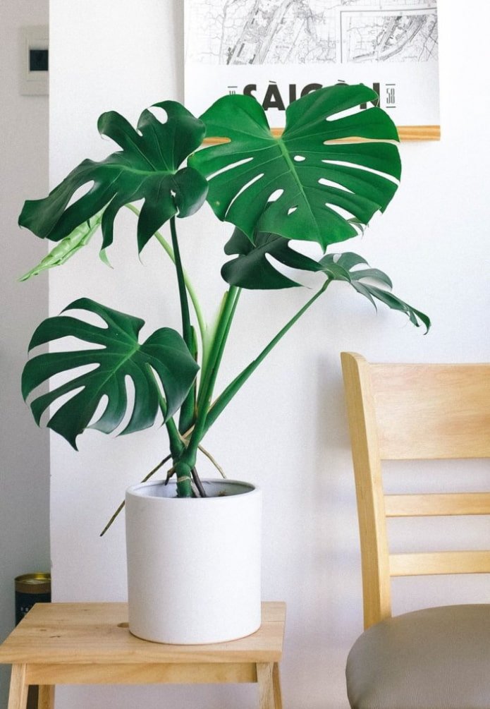 Monstera w salonie