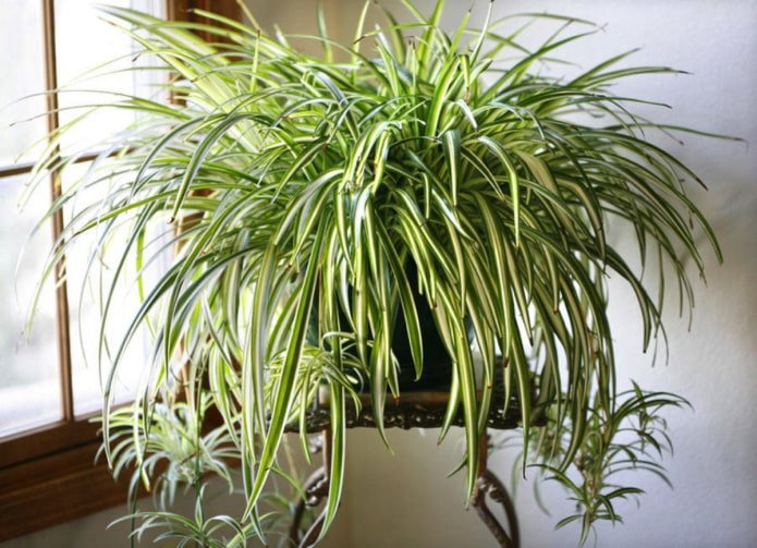 chlorophytum w łazience
