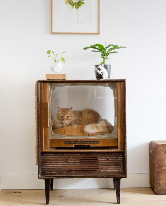 Kot w telewizorze