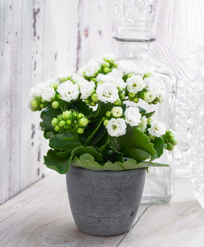kwitnące Kalanchoe