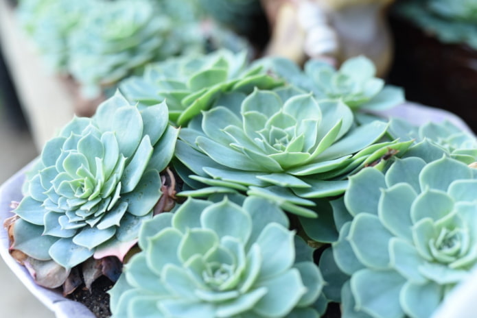 echeveria w doniczce
