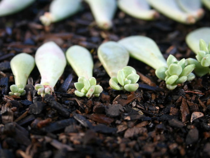 Rozmnażanie Echeveria