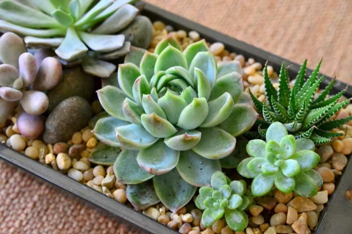 aranżacja echeveria