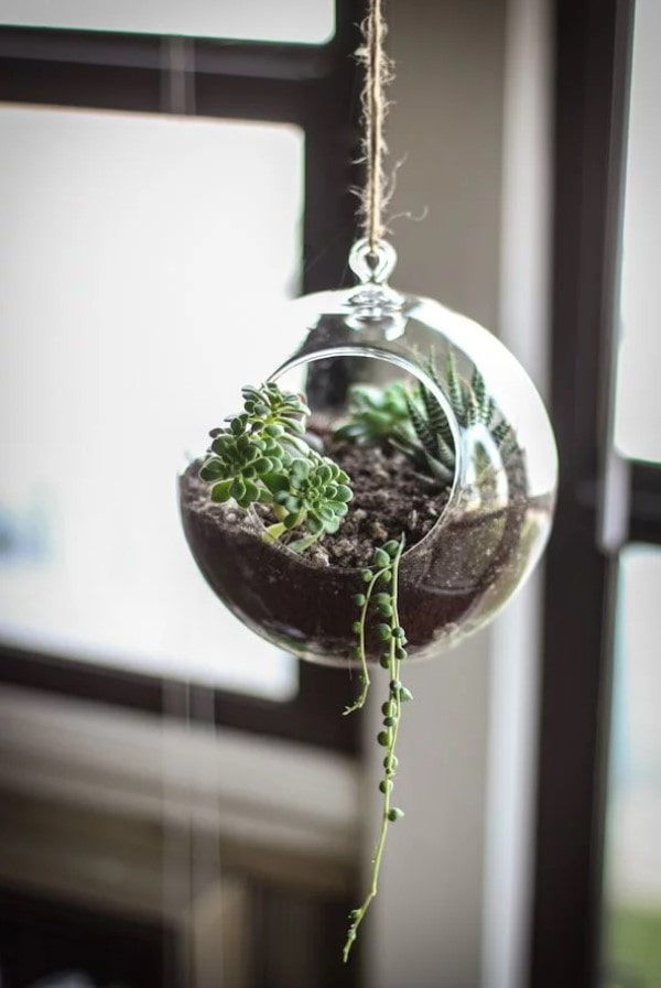 florarium dla sukulentów