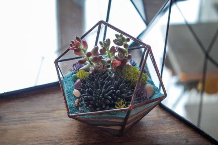 sukulent florarium