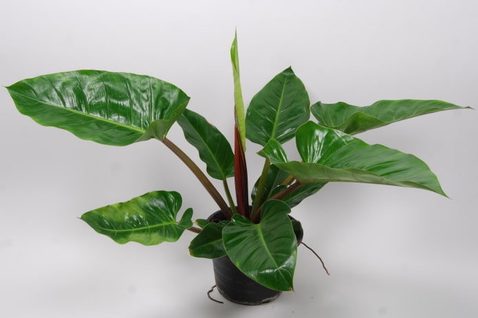 filodendron w cieniu