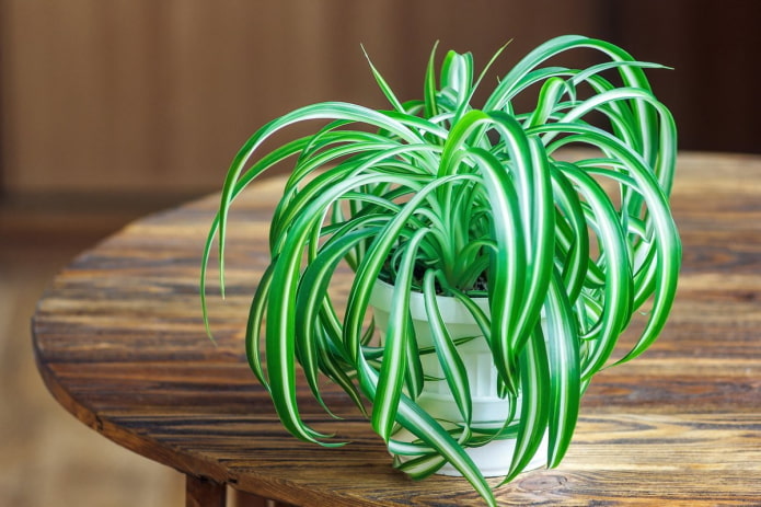 chlorophytum do domu