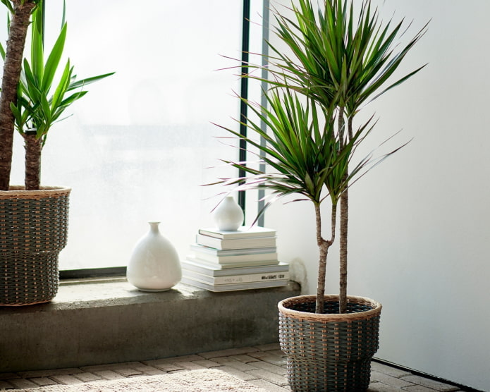 dracena we wnętrzu